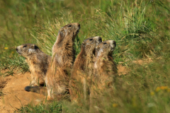 Marmots Quillan