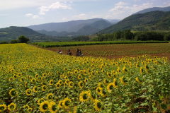 Q-Sunflowers